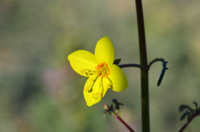 California Suncup or California Evening Primrose has yellow to yellow-orange flowers with red flecks at the base. The sepals are smaller, greenish and the fruit is a cylindrical capsule that is reflexed downward. Eulobus (Camissonia) californicus 